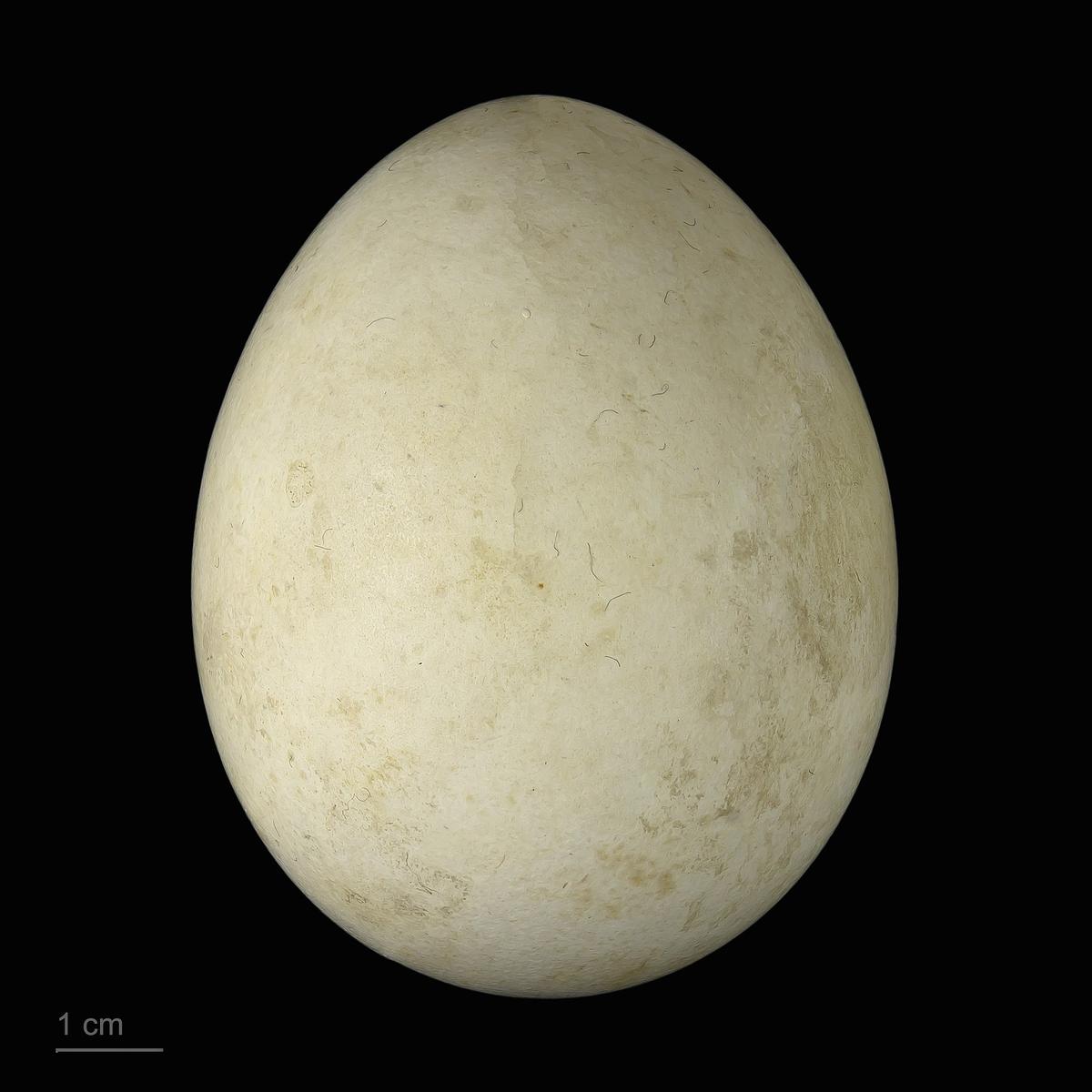 Haliaeetus albicilla