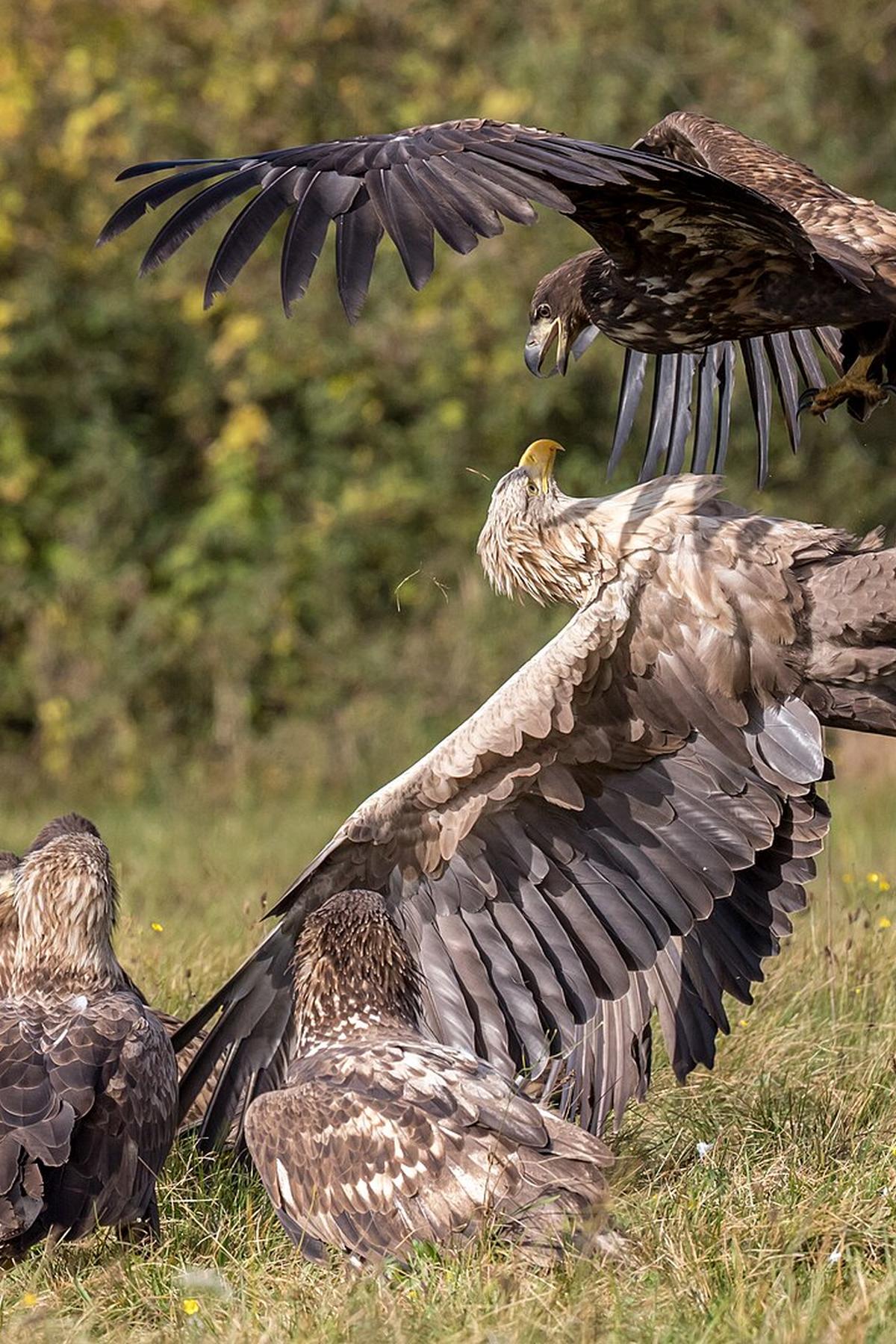 Haliaeetus albicilla