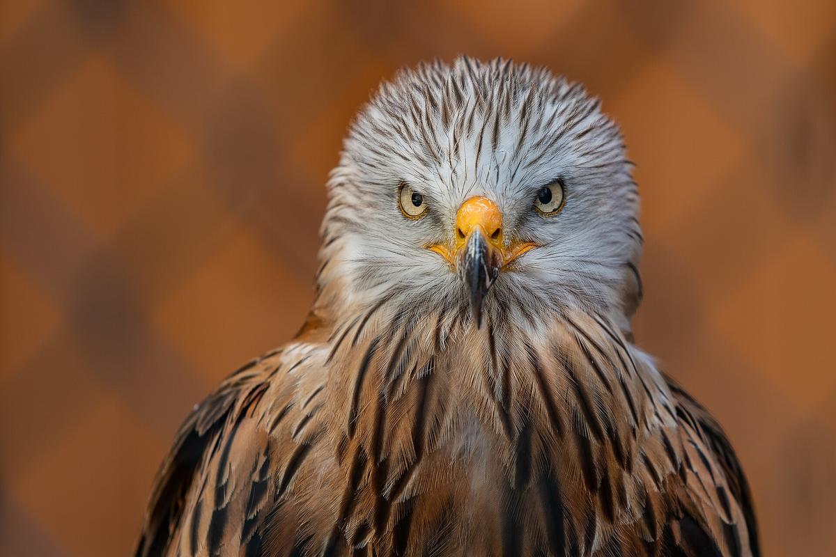 Milvus milvus