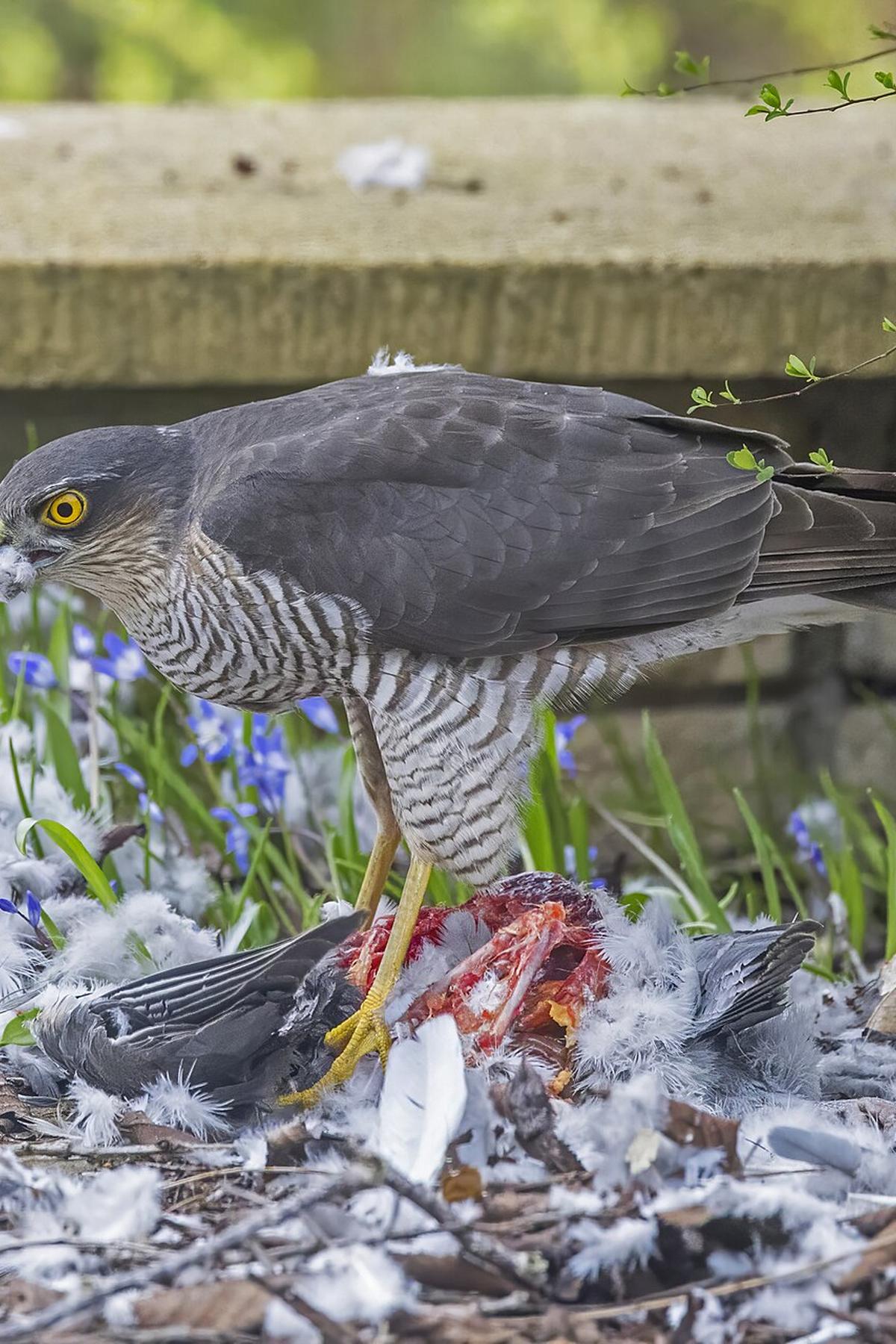 Accipiter nisus
