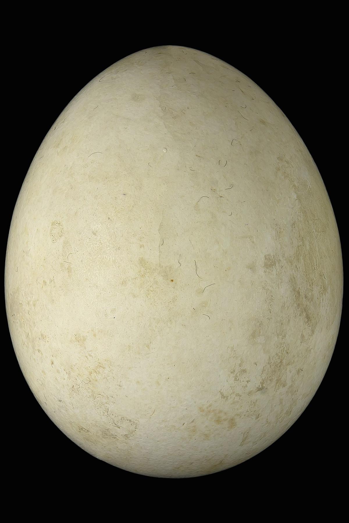 Haliaeetus albicilla