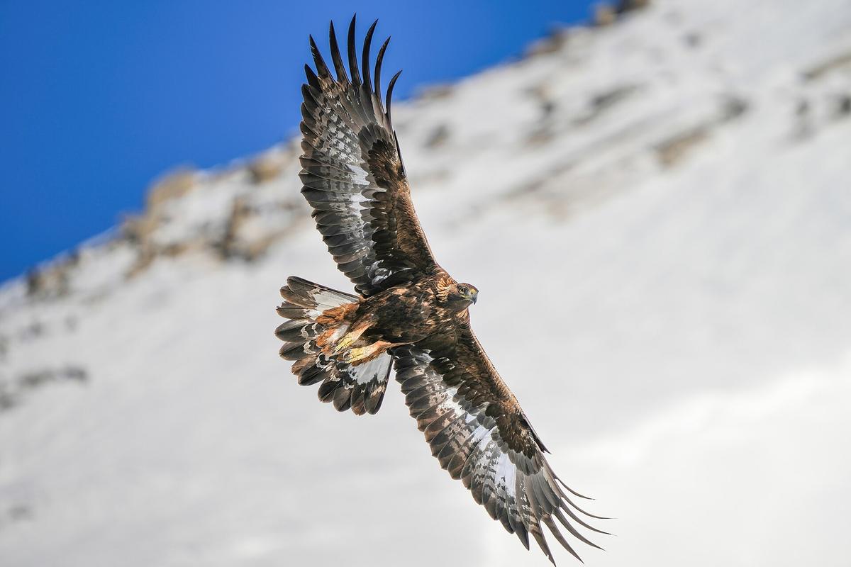 Aquila chrysaetos flight
