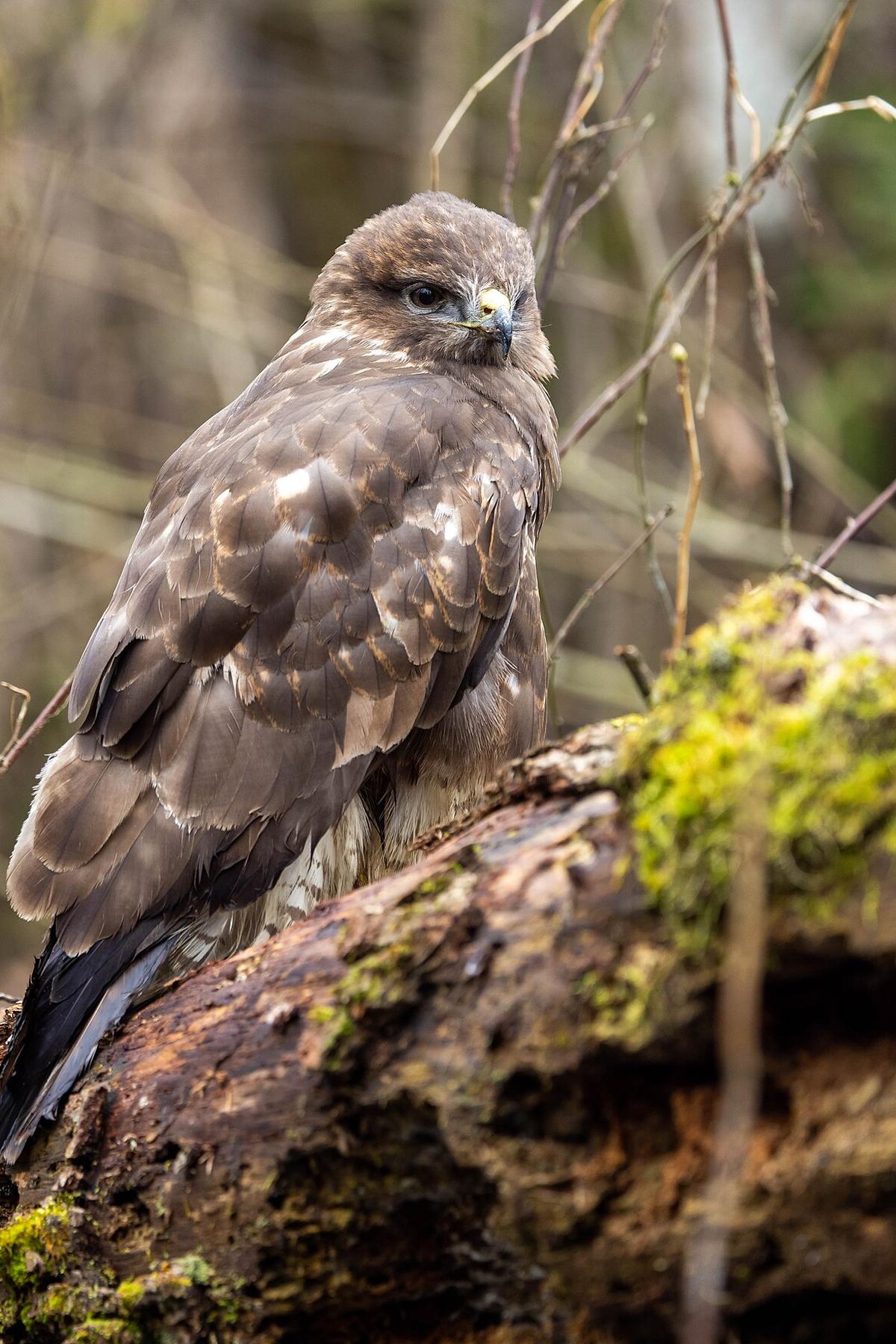 Buteo buteo
