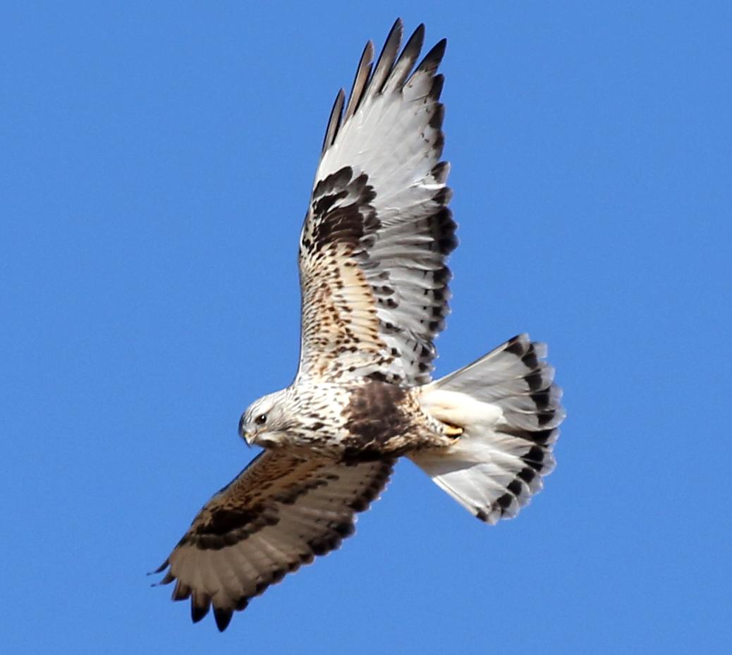 Buteo lagopus tail