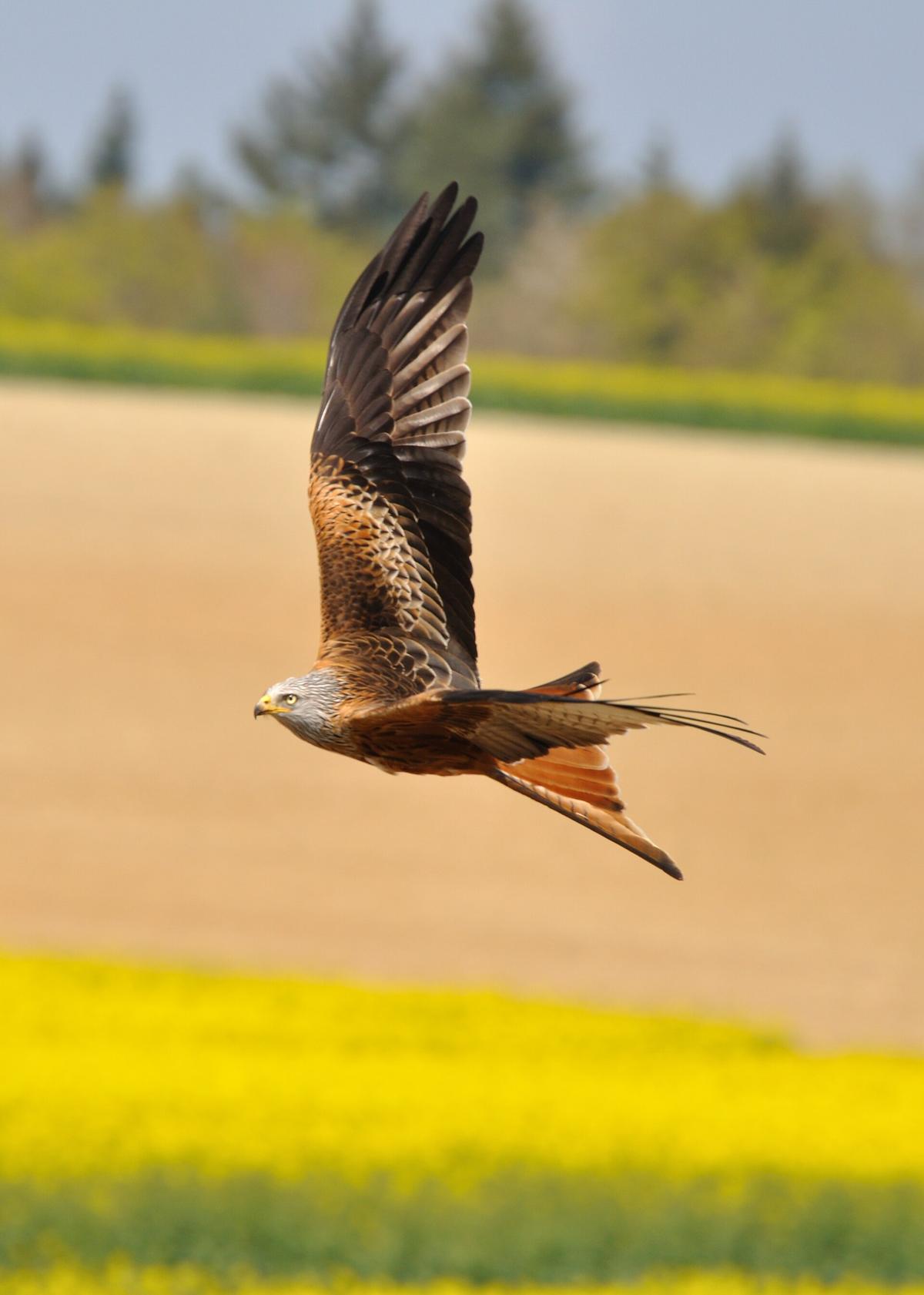 Milvus milvus flight