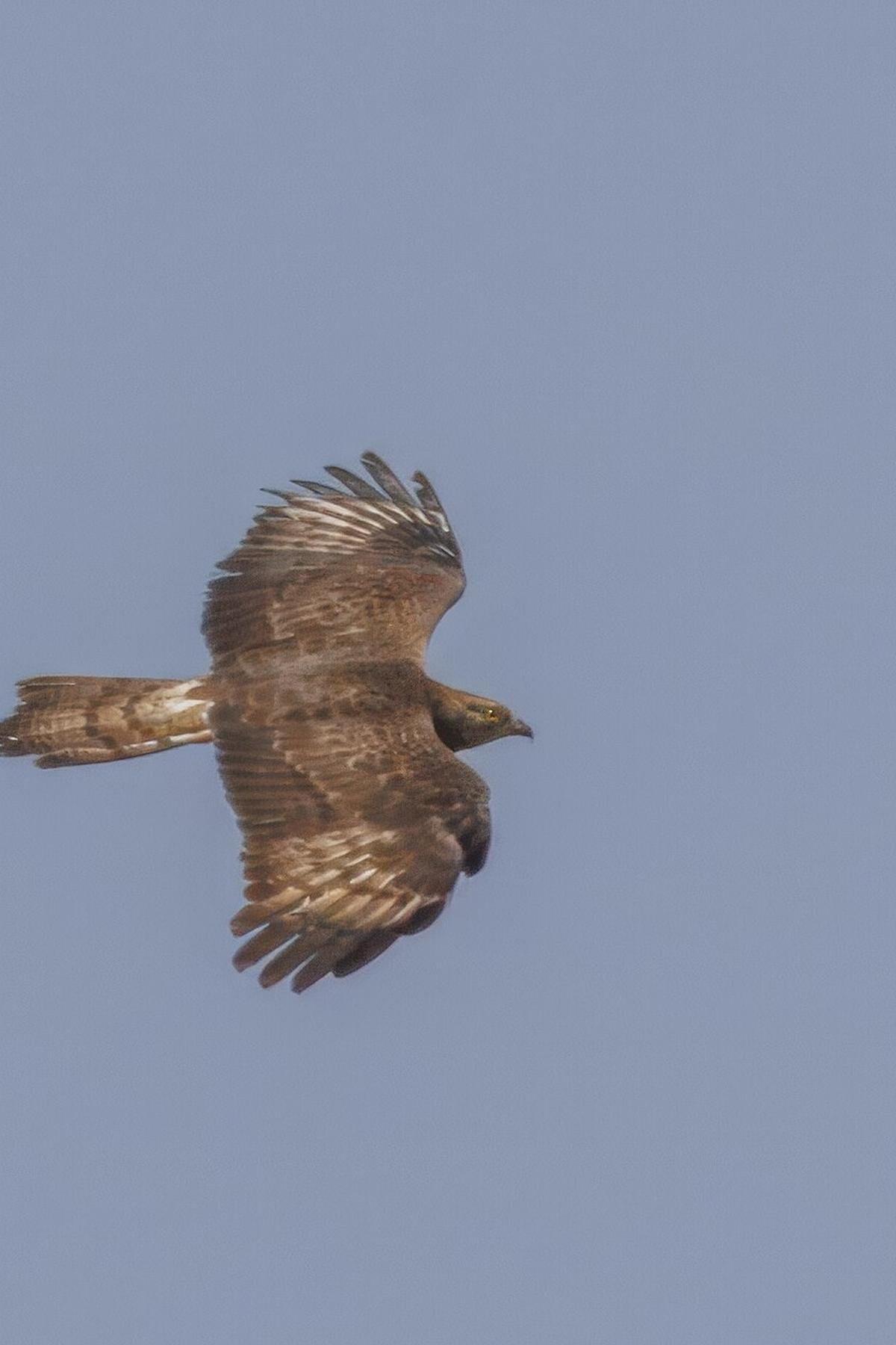 Pernis apivorus flight