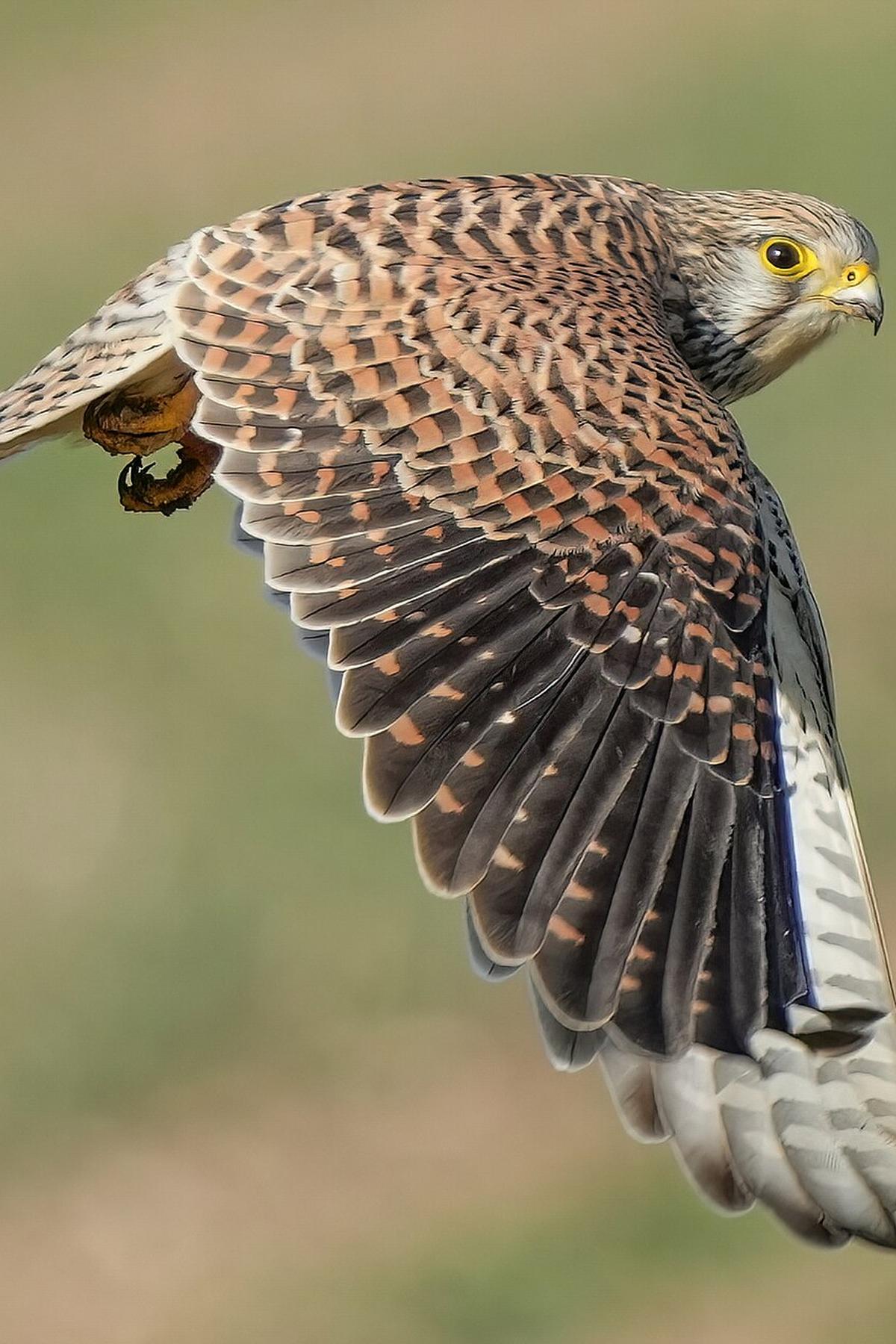 Falke