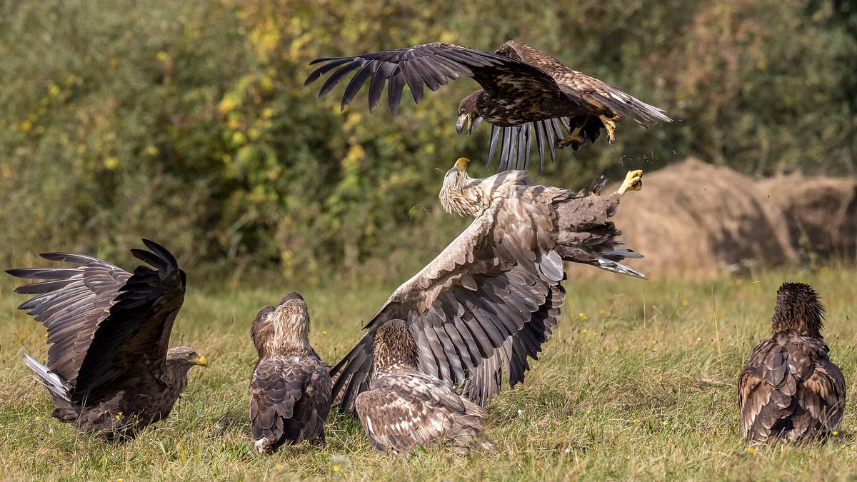 Haliaeetus albicilla